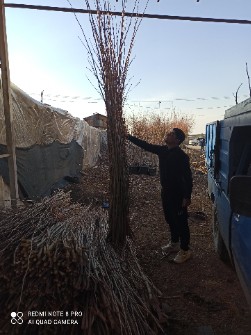 قلمه چنار  .شاخه برای تکثیر.