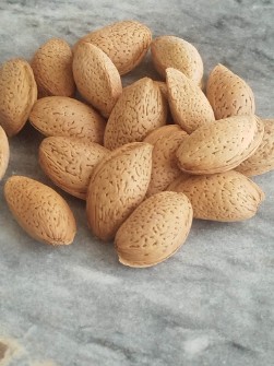 بادام درختی درشت