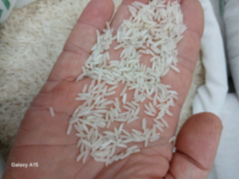 برنج فجر (ایرانی)