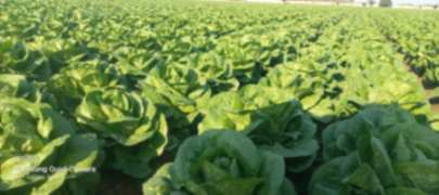 کاهو رسمی و آیسبرگ