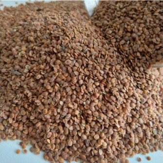 بذر قدومه شیرازی