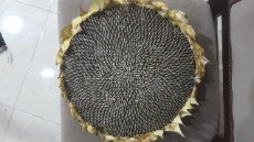 تخمه آفتابگردان کانادایی