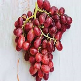 نهال انگور جوین