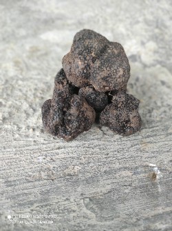 ترافل، دنبلان سیاه