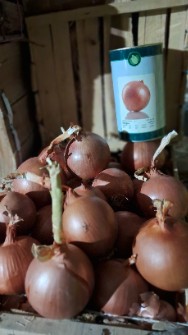 پیاز زرد و سفید