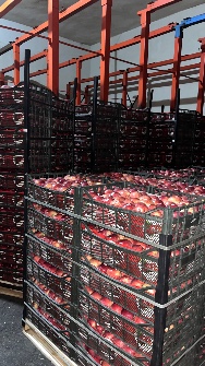 سیب قرمز لوکس صادراتی