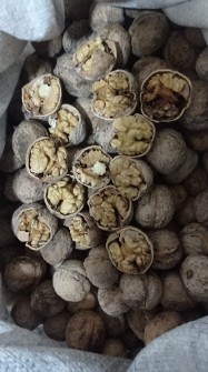 گردو درجه یک پوست نازک