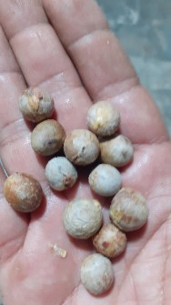 هسته خرما وحشی