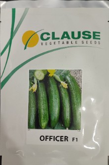 بذر خیار آفیسر