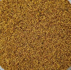 بذر یونجه همدانی