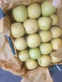 سیب صادراتی