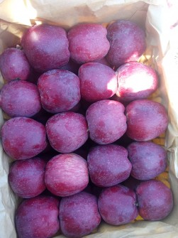 سیب سفید و قرمز