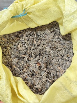 تخمه آفتابگردان کانادایی دانه درشت