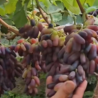 نهال انگور موندراپ