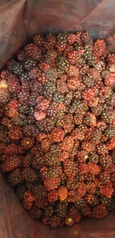 بلک بری خشک فریزدرای