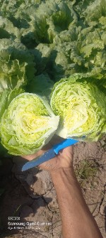 کاهو رسمی و سالادی