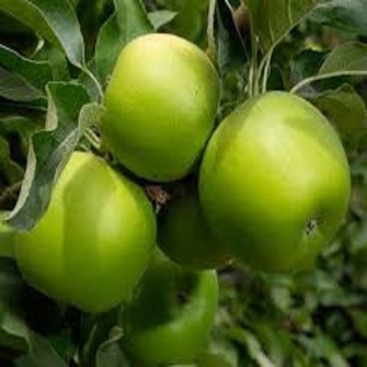 نهال سیب سبز