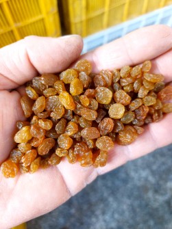 کشمش تیزابی یا سلطانا