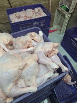 مرغ.قطعه بندی.فیله.سینه.ران.کتف و بال