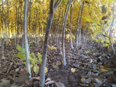 نهال گردوی بذری پوست کاغذی