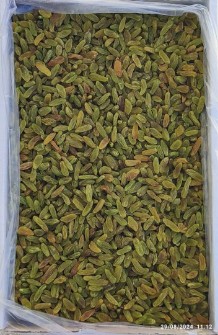 کشمش سبز کاشمر