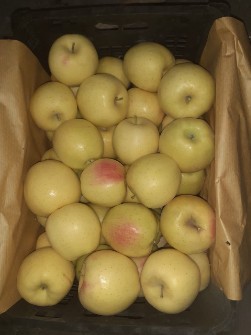 سیب زرد قرمز