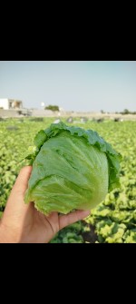 آیسبرگ صادراتی