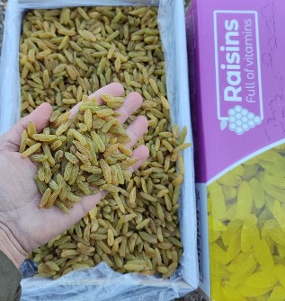 سبز قلمی ممتاز اجیلی