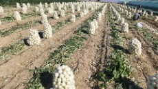 پیاز سفید  قرمز جیرفت