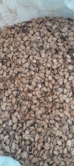 بذر هندوانه