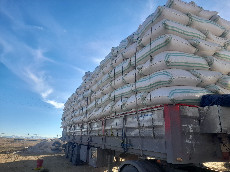 کاه کیسه ای