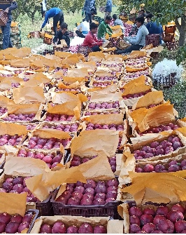 سیب زرد و قرمز کوهپایه های اشنویه