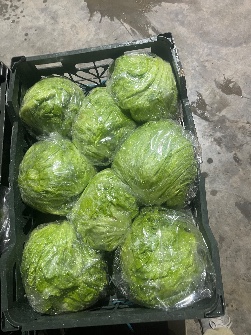 کاهو ایسبرگ