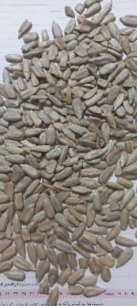 تخمه و مغز تخمه افتابگردان