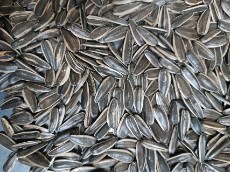 تخمه آفتابگردان ایرانی اس 400