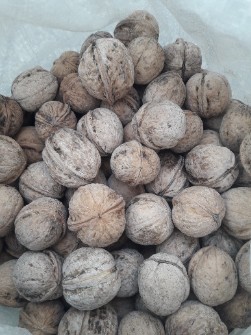 گردو تویسرکان