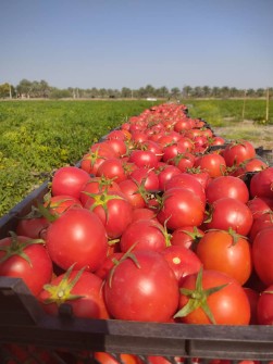 گوجه فرنگی پی اس