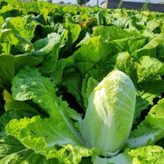 کاهو  ایسبرگ و  رومانو و کاهو چینی