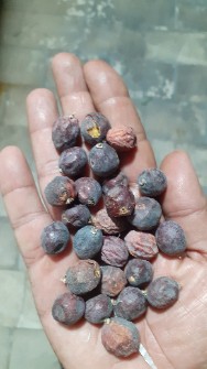 هسته خرما وحشی