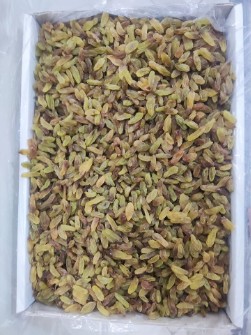 کشمش سبز قلمی