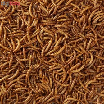 خوراک دام کرم میلورم