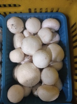 قارچ درجه یک