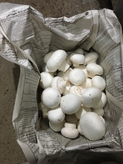 قارچ دکمه ای درجه یک