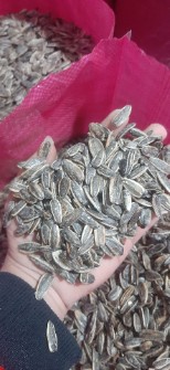 تخمه آفتابگردان