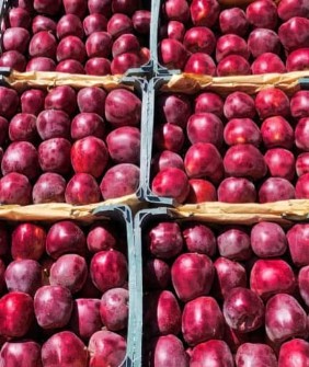 سیب قرمز اعلا