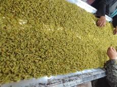 سبز قلمی سوپر ممتاز