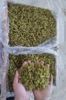 کشمش سبز قلمی سوپر ممتاز