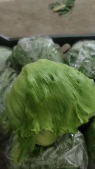 کاهو آیسبرگ