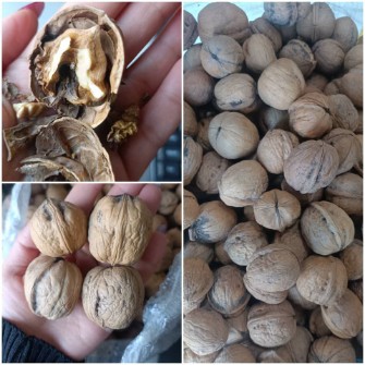 گردو ایرانی امساله  پوست کاغذی