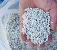 بذر قارچ دکمه ای